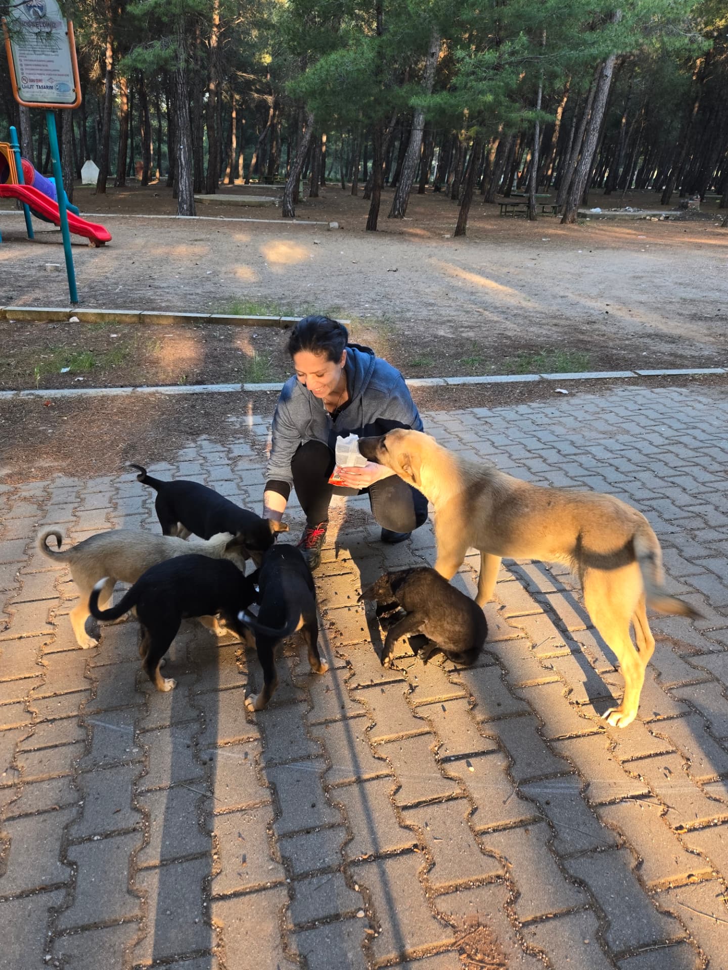 Sara versorgt Straßenhunde in der Türkei