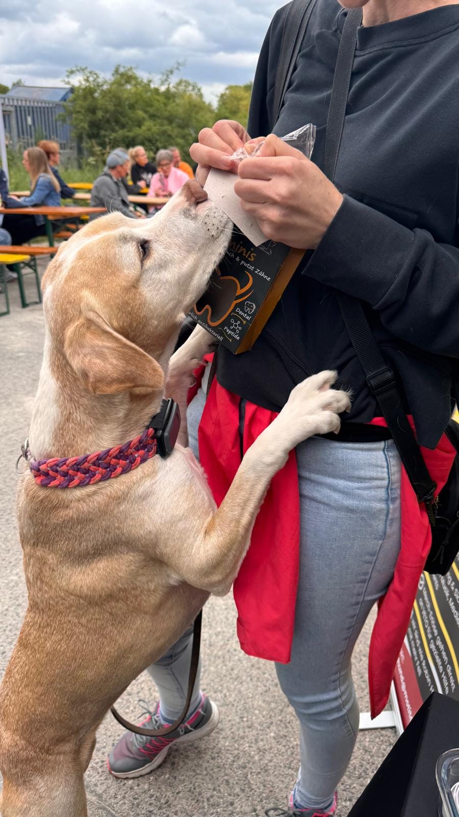 Hund holt sich ein Leckerli am Stand