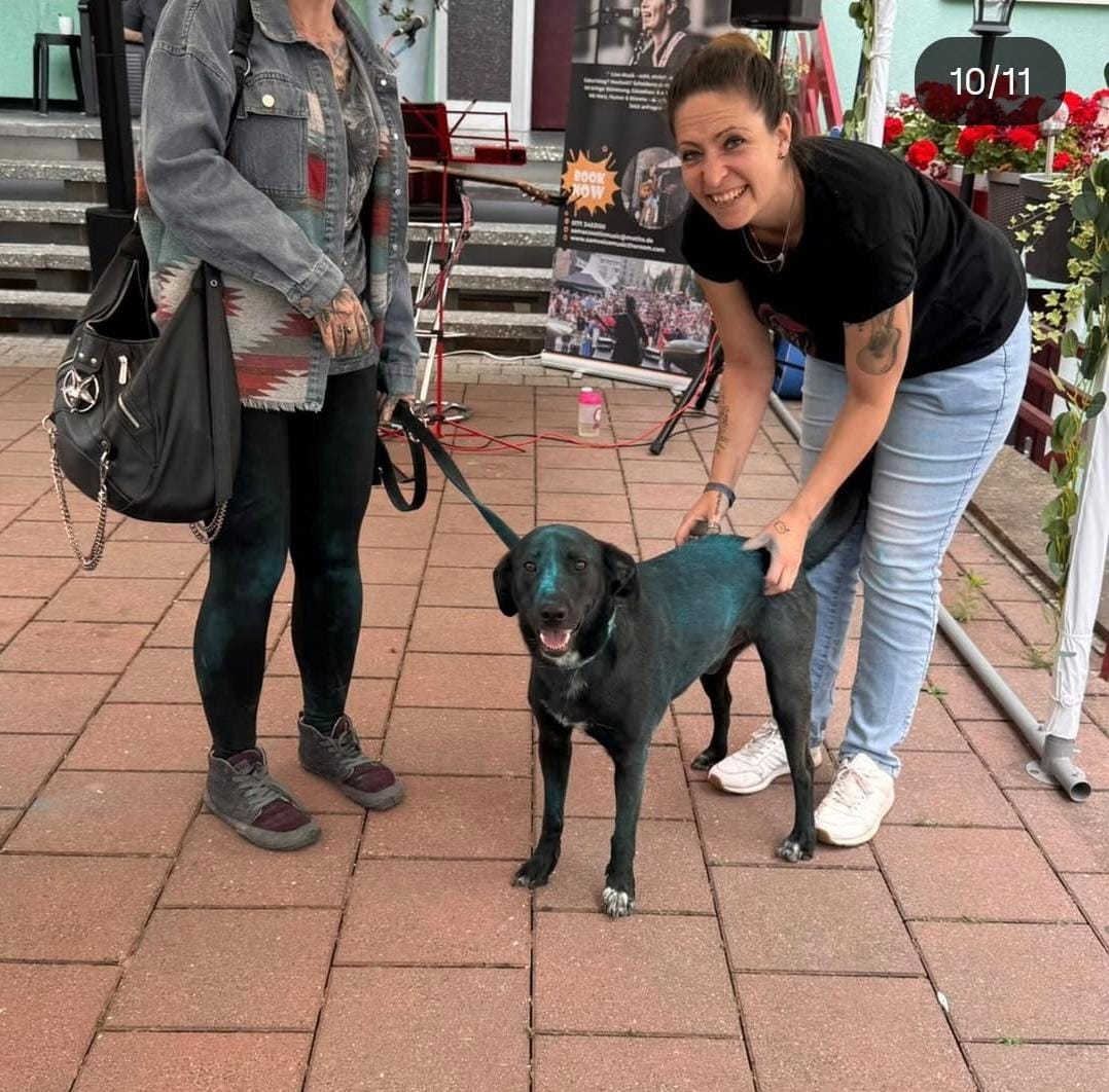 Begegnung mit einem schwarzen Hund am Stand