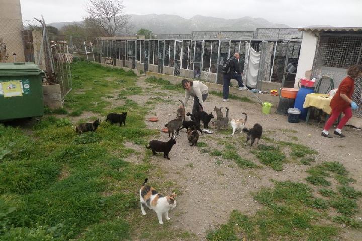 Katzen bei Gatos de Capdepera auf Mallorca